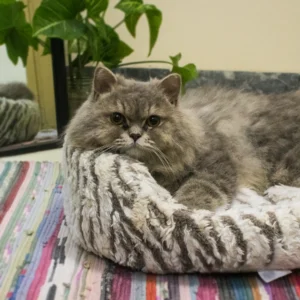 Comfort Stripe Pet Bed for Cats & Small Dogs