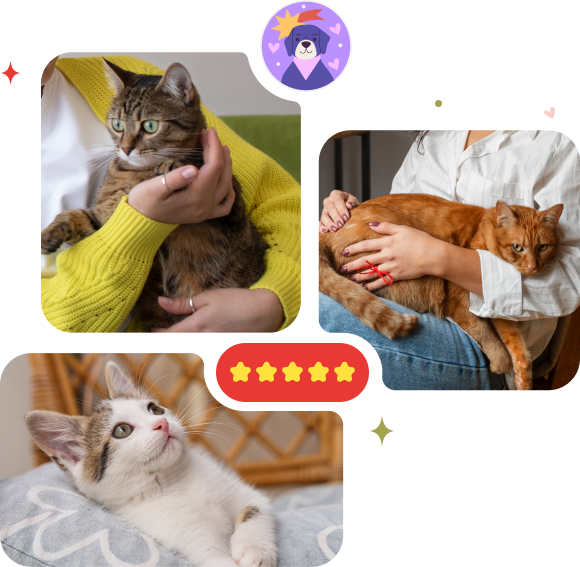 Happy cats being gently held and resting comfortably, showing love, care, and trust between pets and their owners.